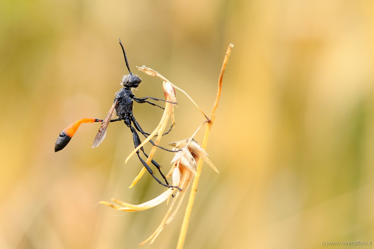 00191 Ammophila sabulosa.jpg